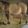 Konikpferde - Im Revier der wilden Pferde - Marchegg - Januar 2016