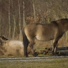 Konikpferde - Im Revier der wilden Pferde - Marchegg - Januar 2016