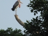 Marabu